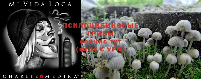 купить наркоту  Качканар  кракен как войти  Галлюциногенные грибы Psilocybine cubensis 